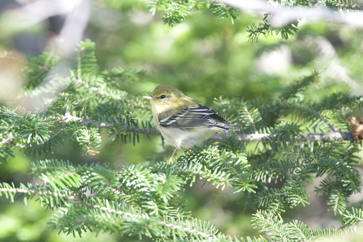 Blackpoll Warbler - Paul Gould