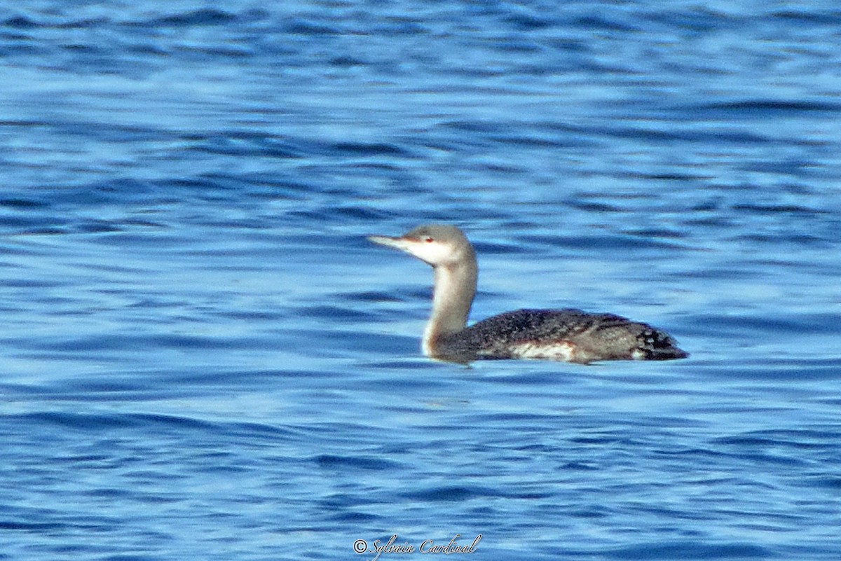 Red-throated Loon - Sylvain Cardinal