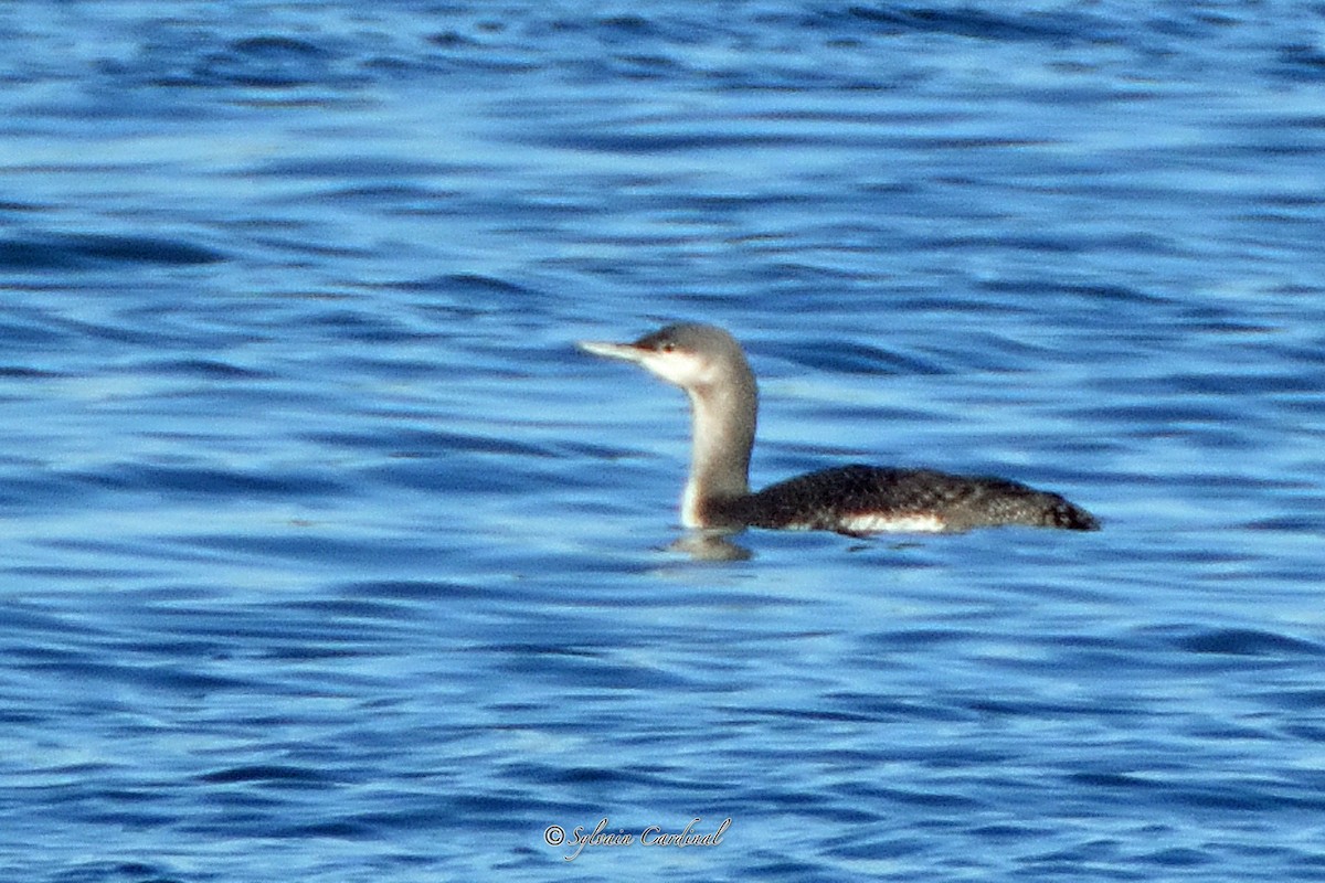 Red-throated Loon - Sylvain Cardinal