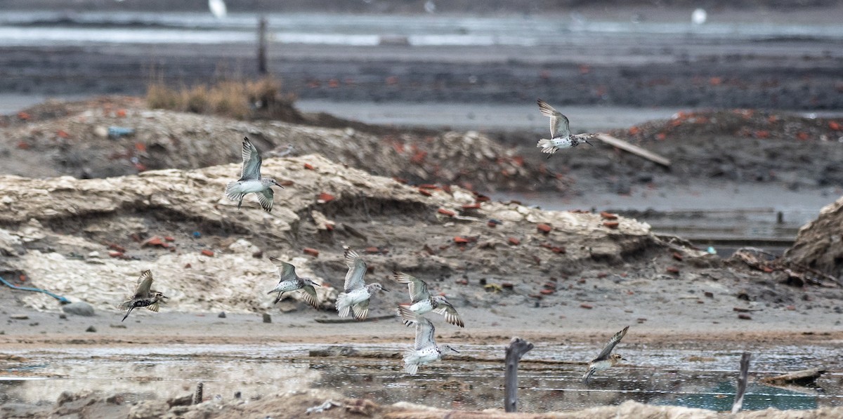 Great Knot - Forest Botial-Jarvis