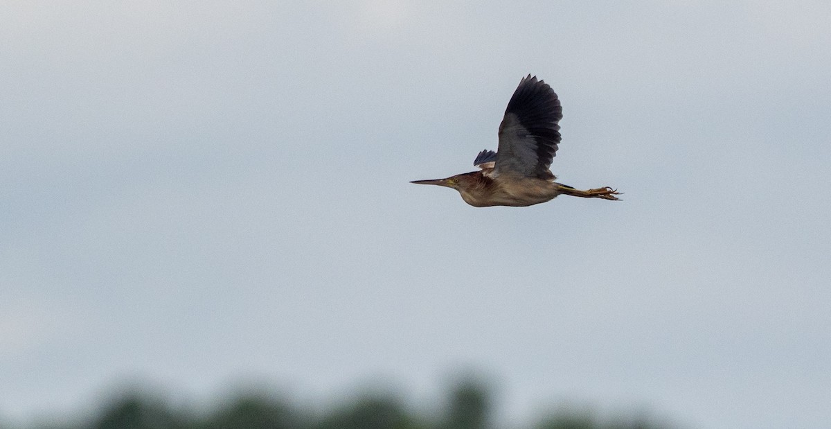 Yellow Bittern - Forest Botial-Jarvis