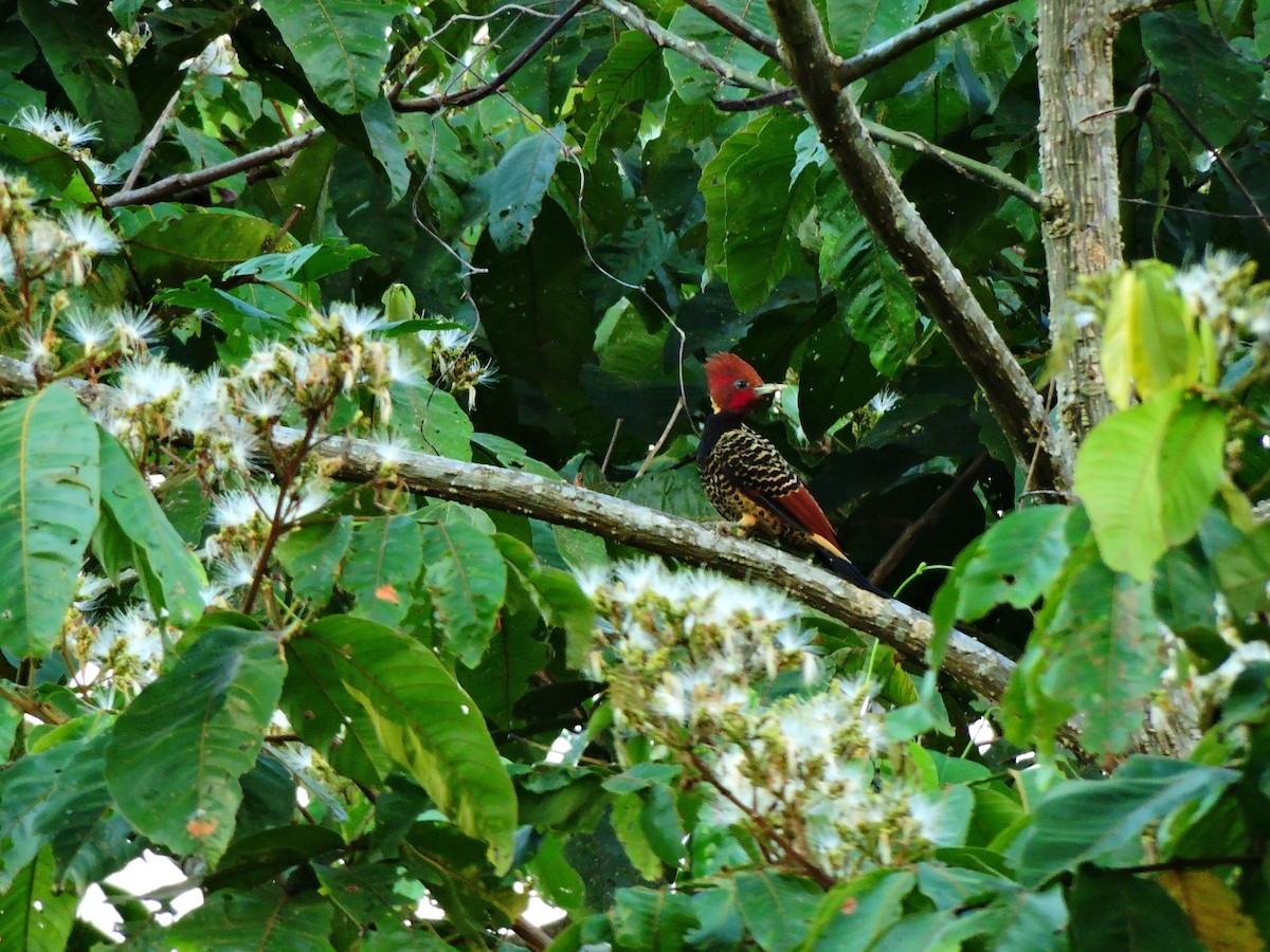 Pic à tête rousse - ML182995381