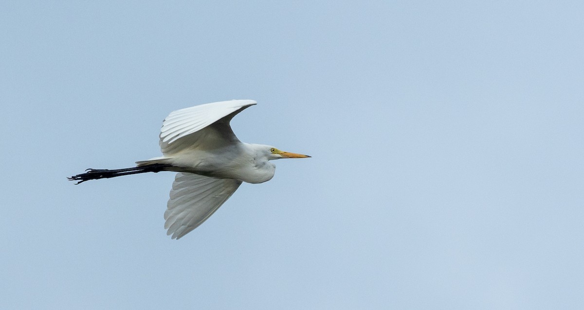 Great Egret (modesta) - Forest Botial-Jarvis