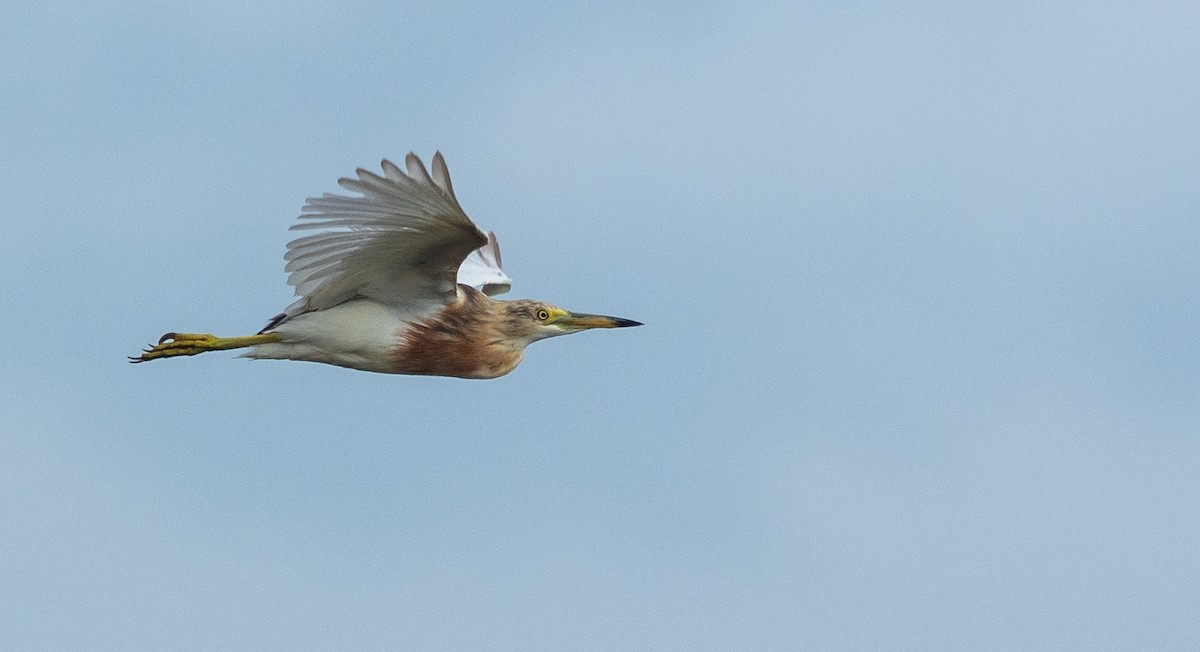 Javan Pond-Heron - ML182995621