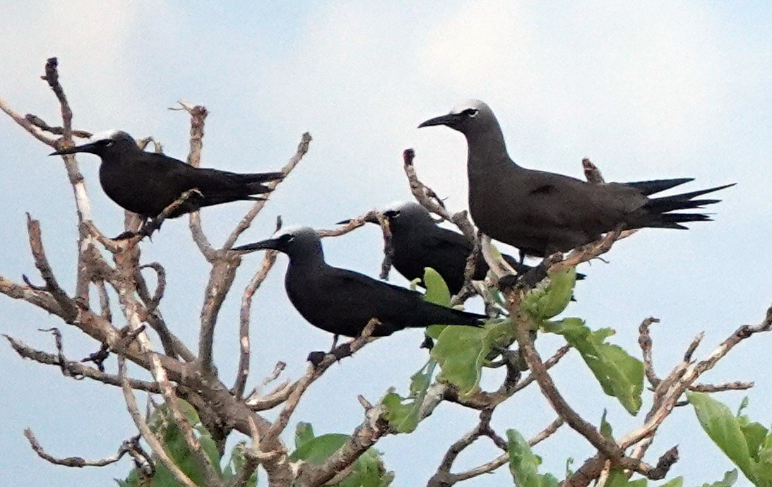 Brown Noddy - ML182995631