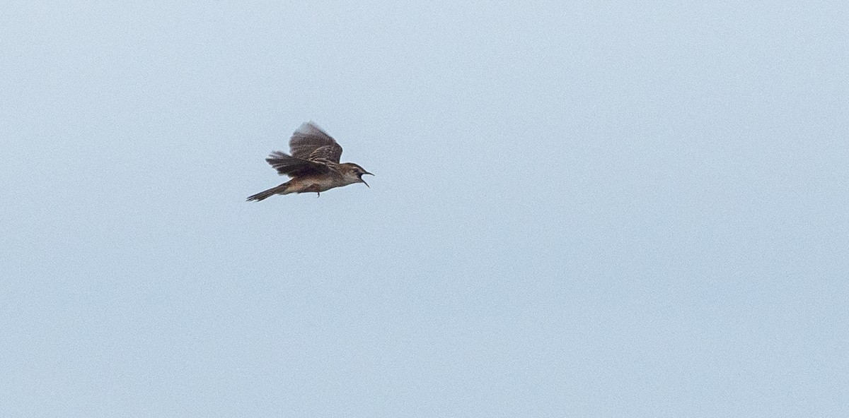 Zitting Cisticola - ML182995771