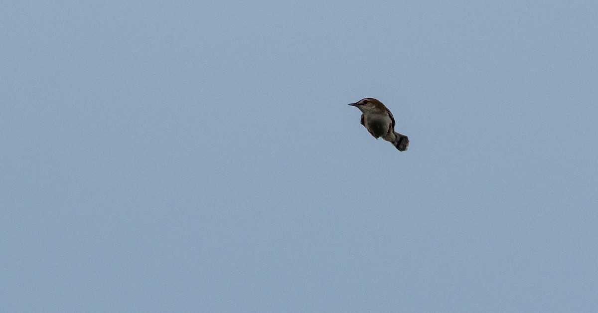 Zitting Cisticola - Forest Botial-Jarvis