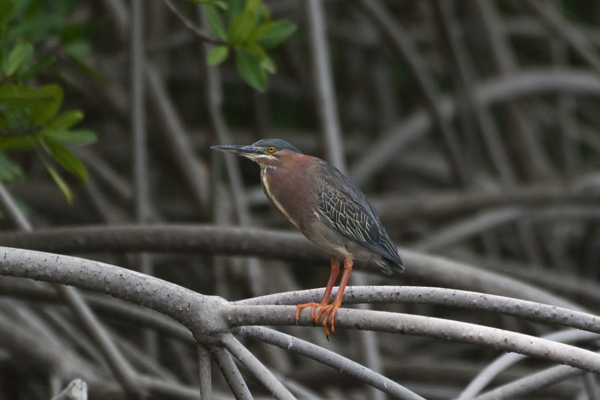 Green Heron - Michiel Oversteegen