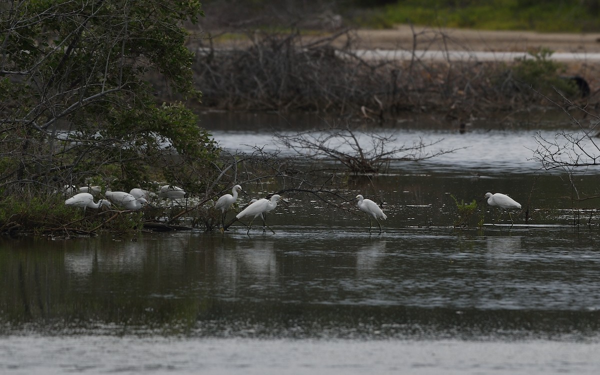 Snowy Egret - Michiel Oversteegen