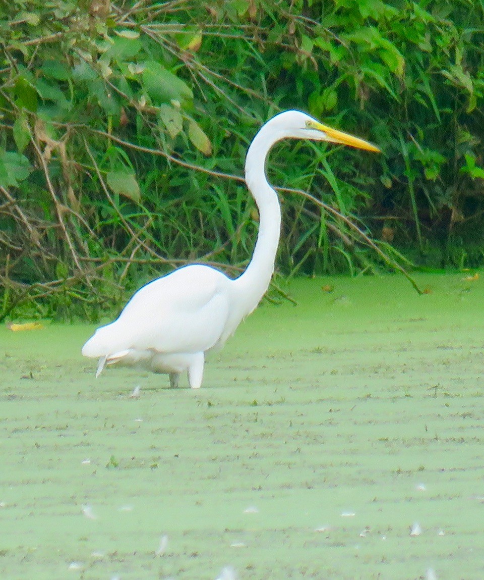 Great Egret - Jean Spaans