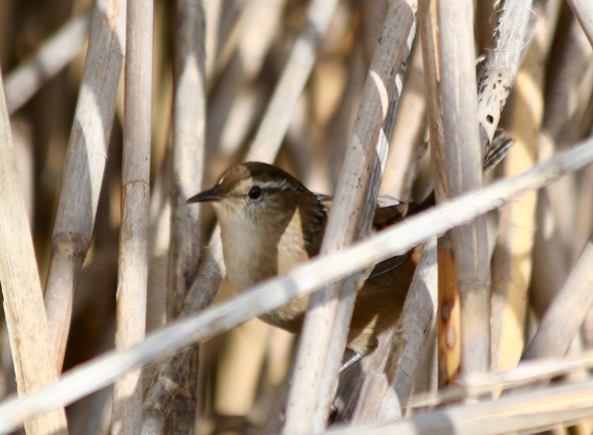 Marsh Wren - ML182998331