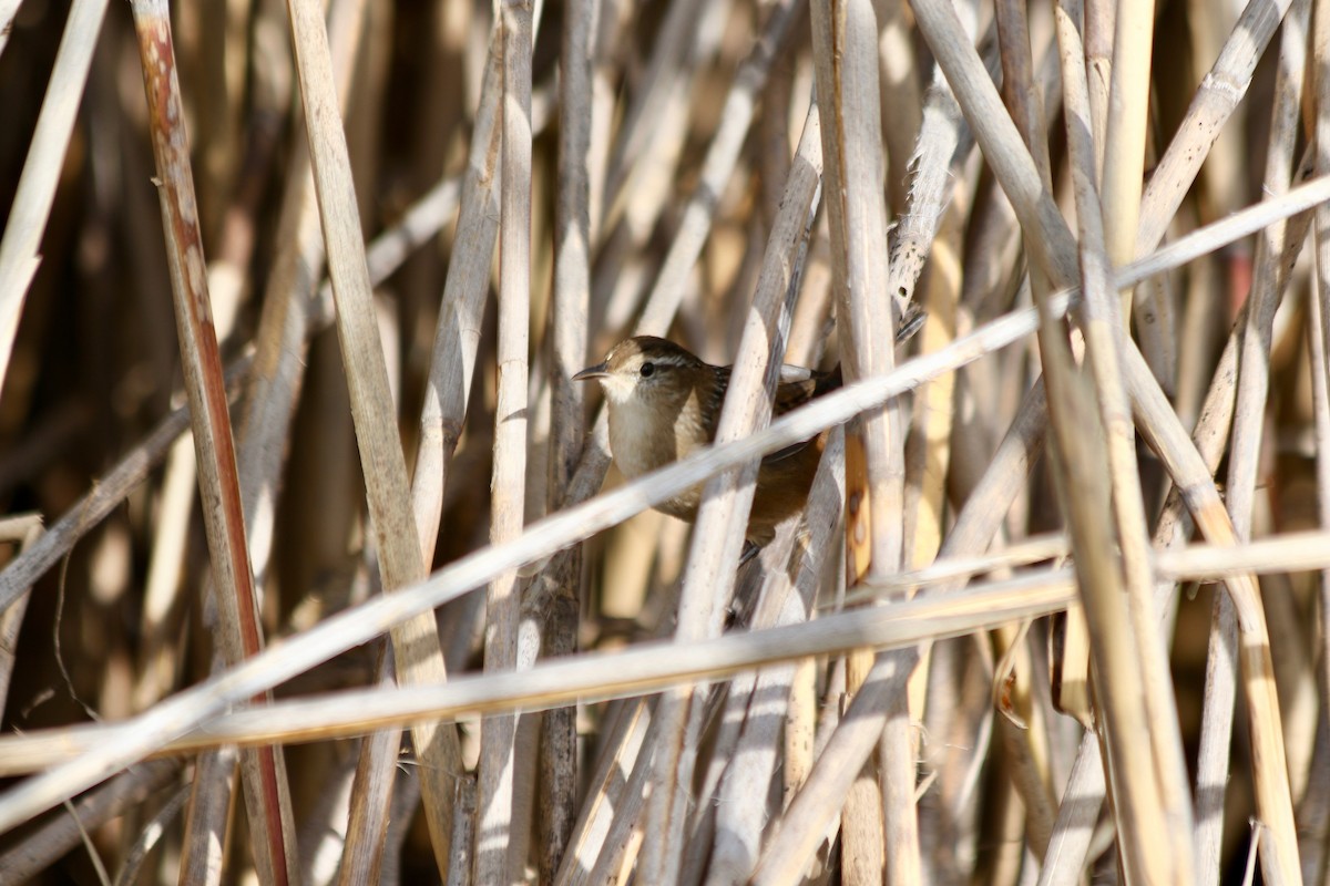 Marsh Wren - ML182998371