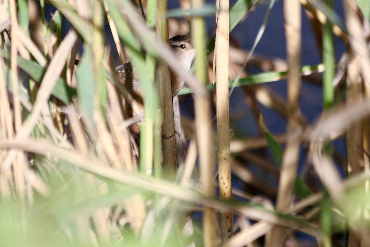 Marsh Wren - ML182998381