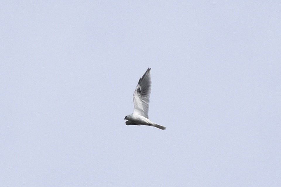 White-tailed Kite - Max Brodie