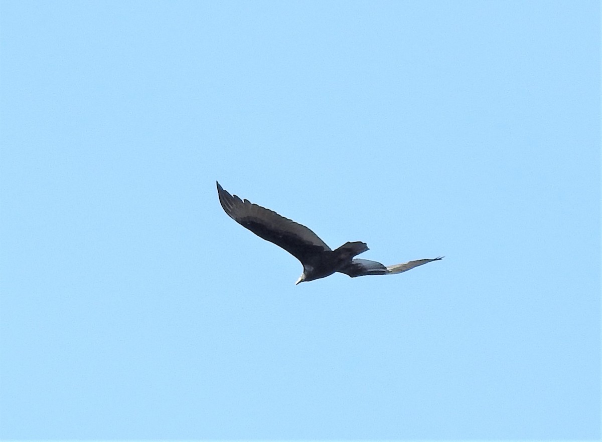 Turkey Vulture - ML183000391