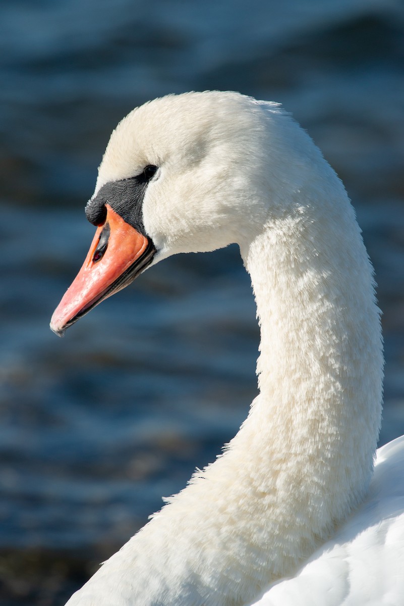 Mute Swan - ML183002501