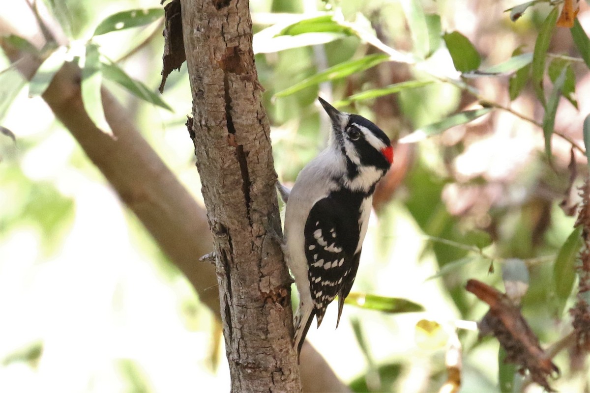 Downy Woodpecker - ML183002721