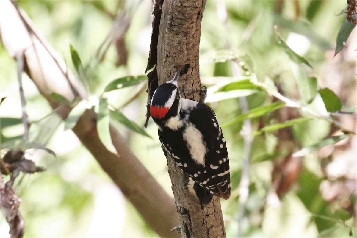 Downy Woodpecker - ML183002731