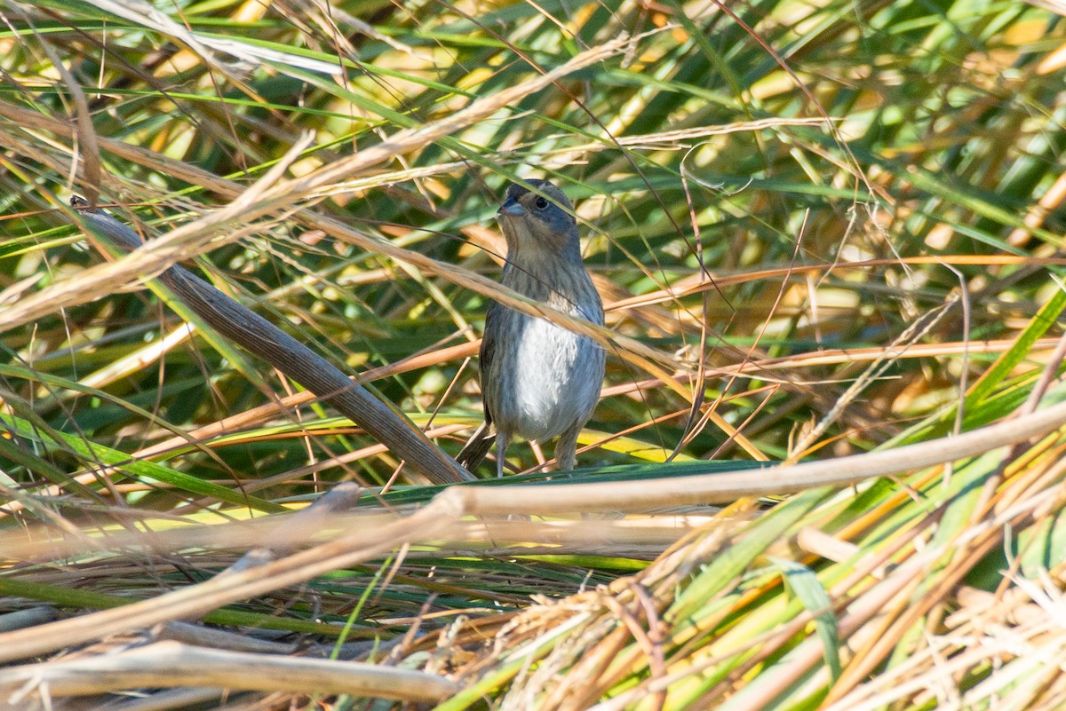 Nelson's Sparrow - ML183003001