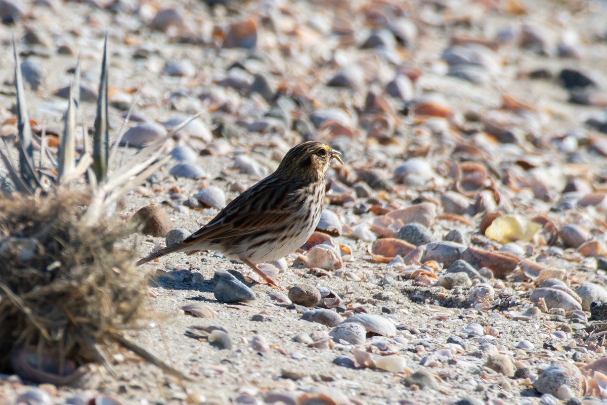 Savannah Sparrow - Cody Limber