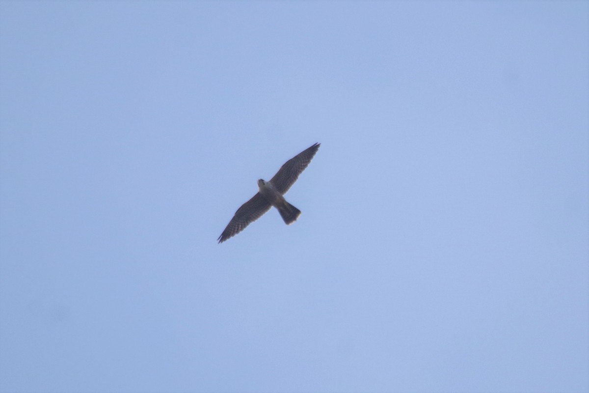 Eurasian Hobby - ML183003991