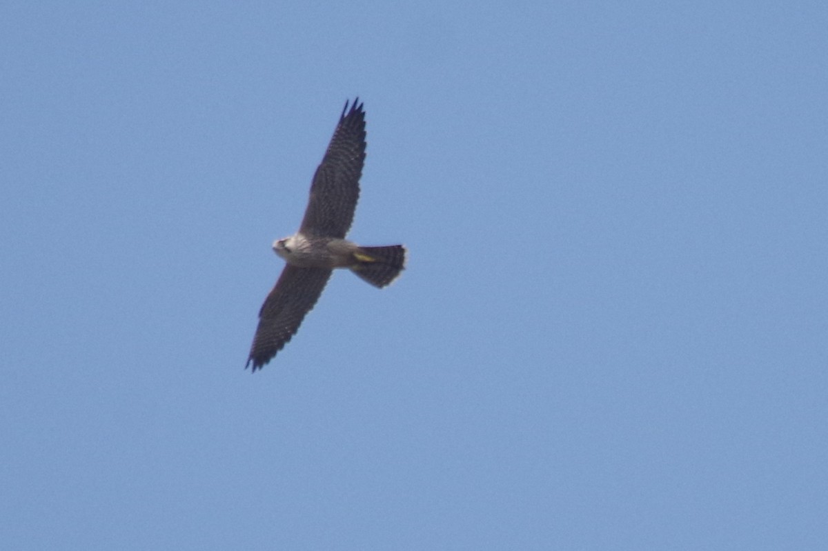 Eurasian Hobby - ML183004031