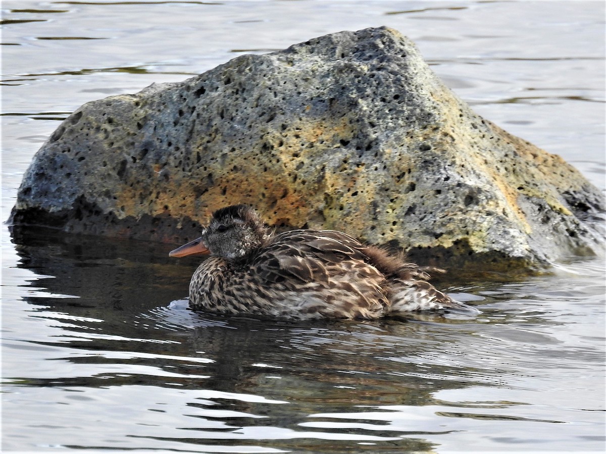 Gadwall - Dennis S Main