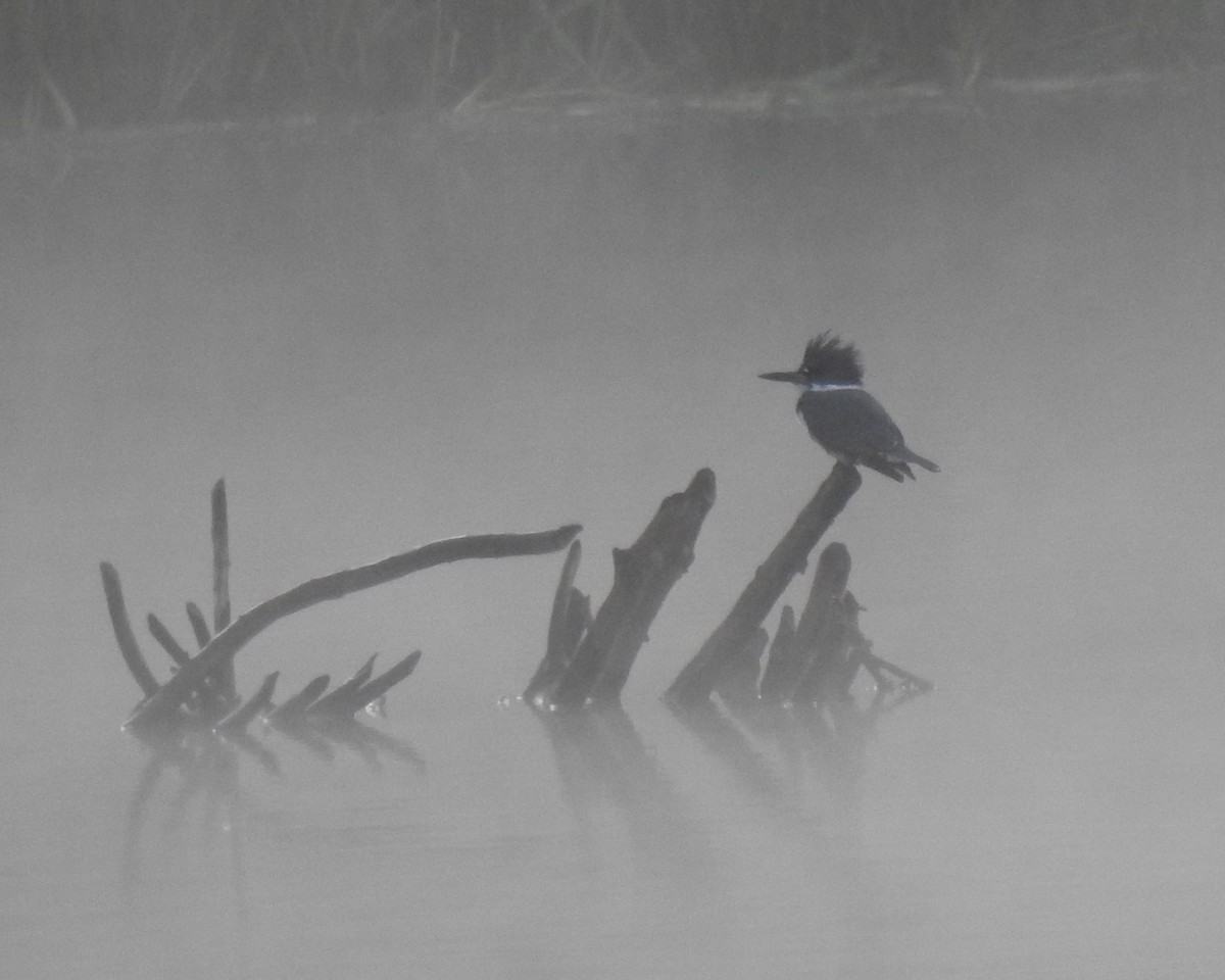 Belted Kingfisher - ML183005271