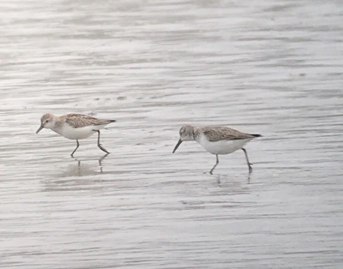 Western Sandpiper - Fernando Díaz I Albatross Birding Chile