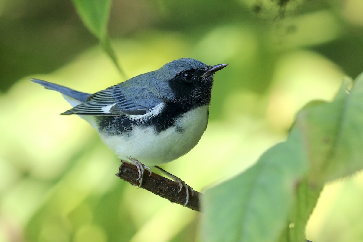 Black-throated Blue Warbler - ML183009231