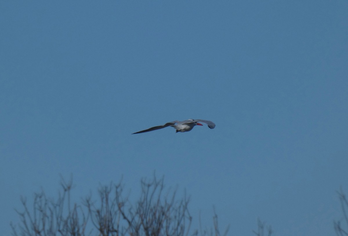 Caspian Tern - Vicki Nebes