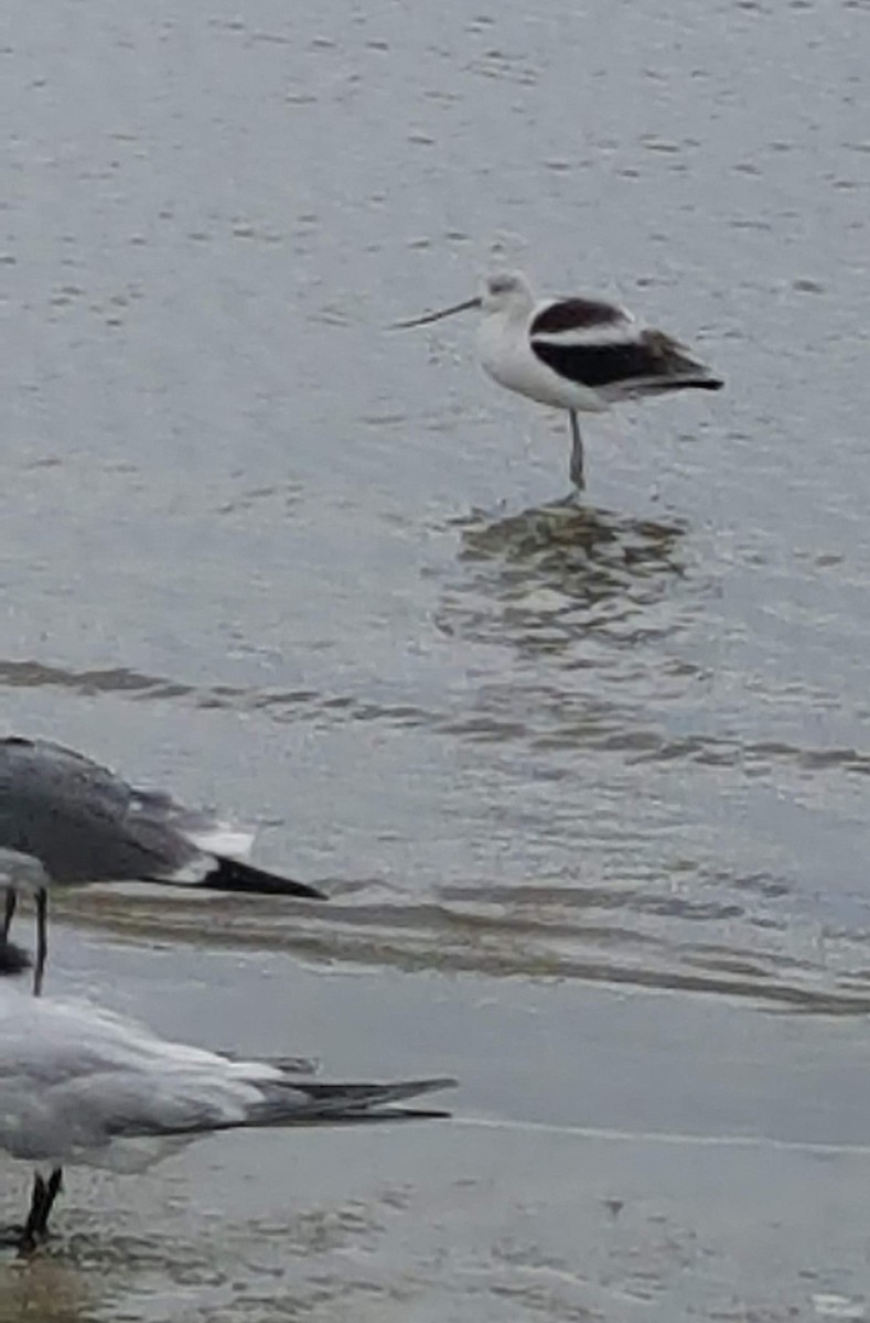 American Avocet - ML183009941