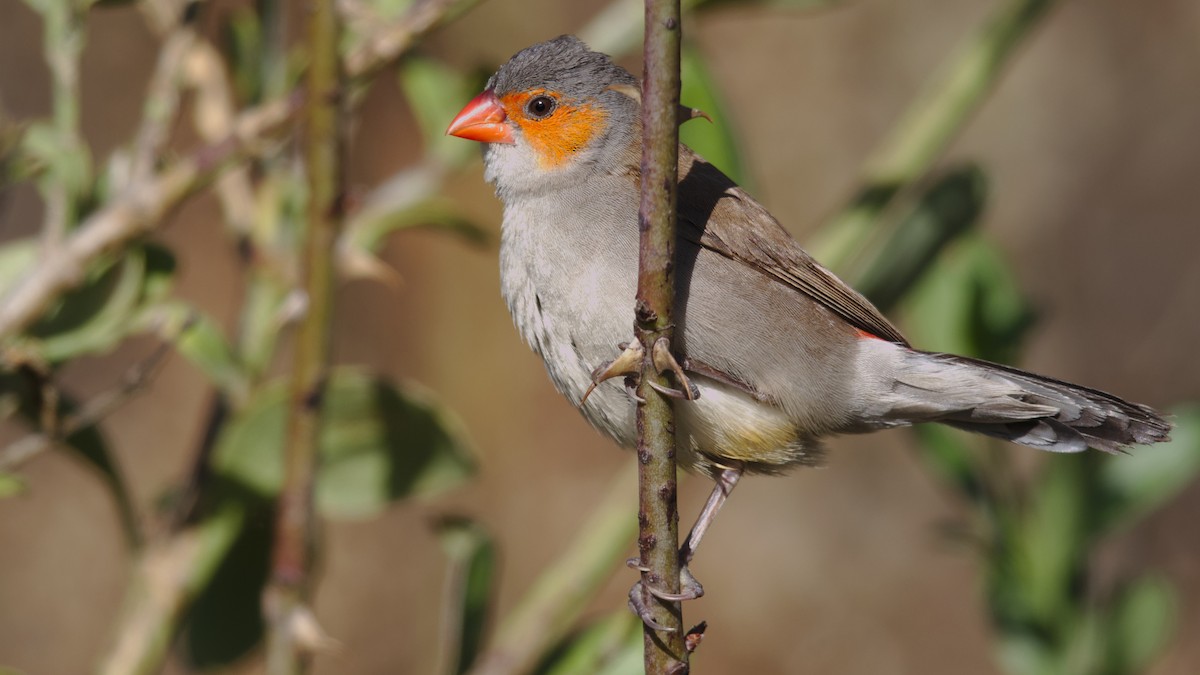 Orange-cheeked Waxbill - ML183012161