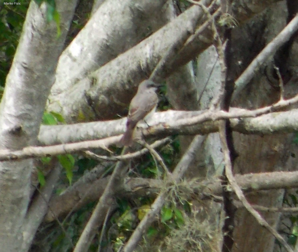 Gray Kingbird - ML183015181