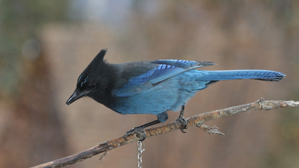 Steller's Jay - ML183015321