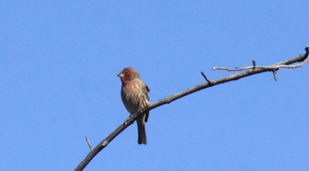 メキシコマシコ - ML183015731