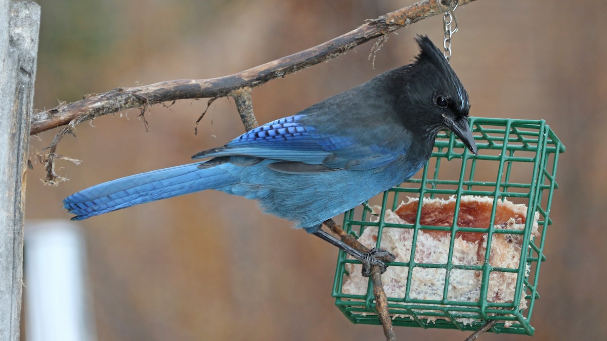 Steller's Jay - ML183015961