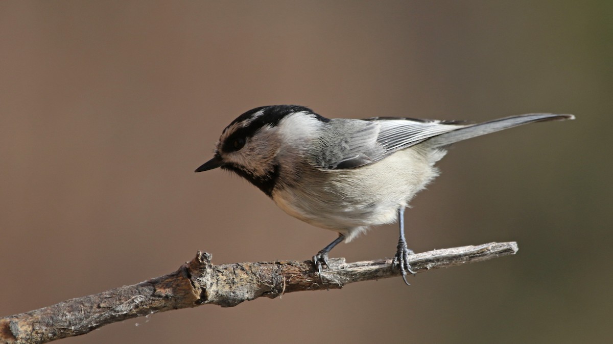 Mountain Chickadee - ML183016051