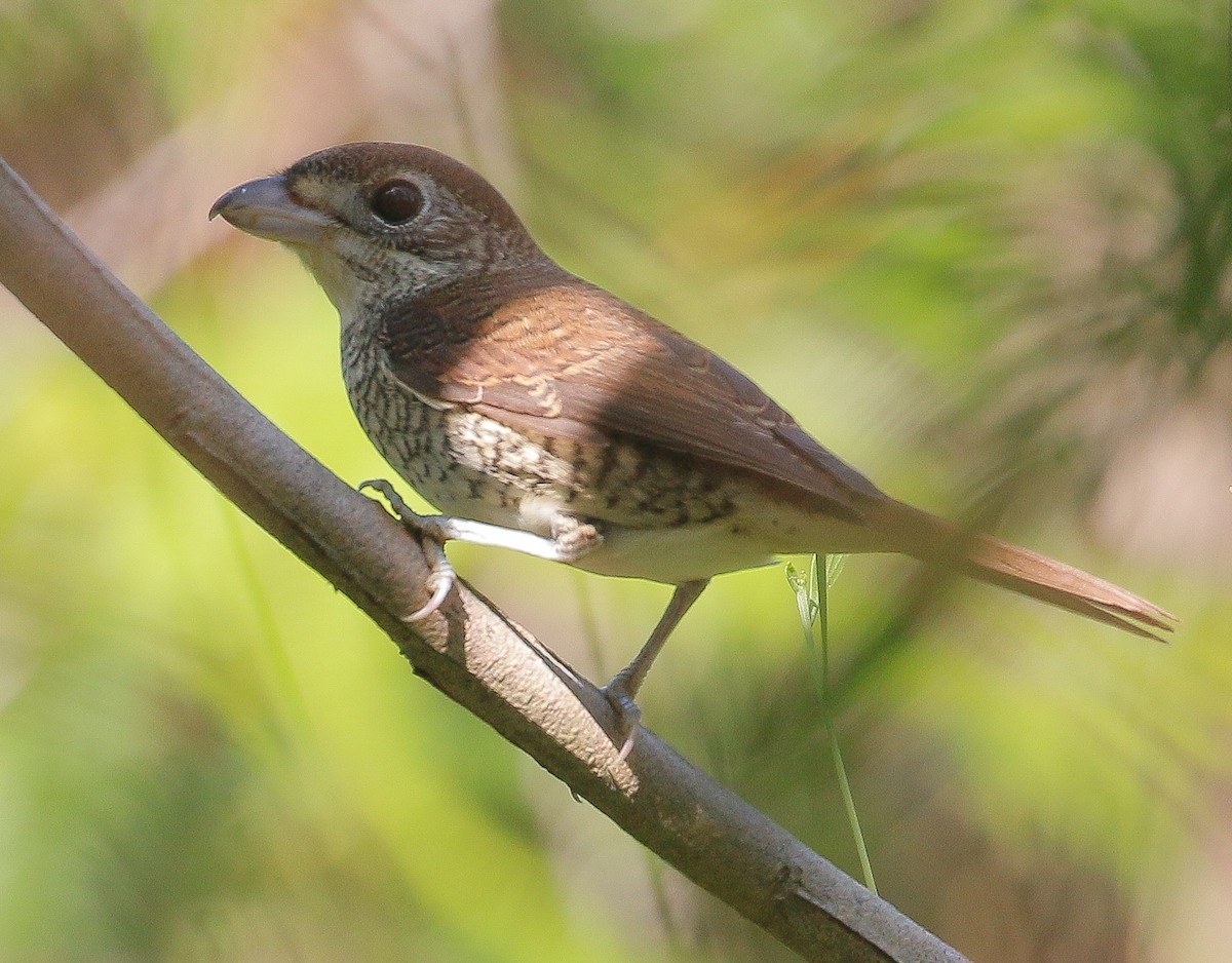 Tiger Shrike - Neoh Hor Kee