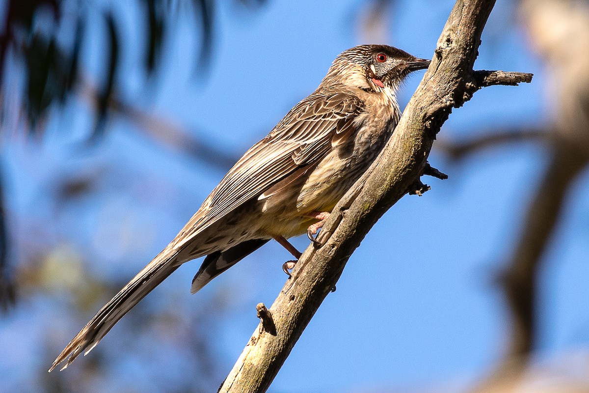 Red Wattlebird - ML183016721