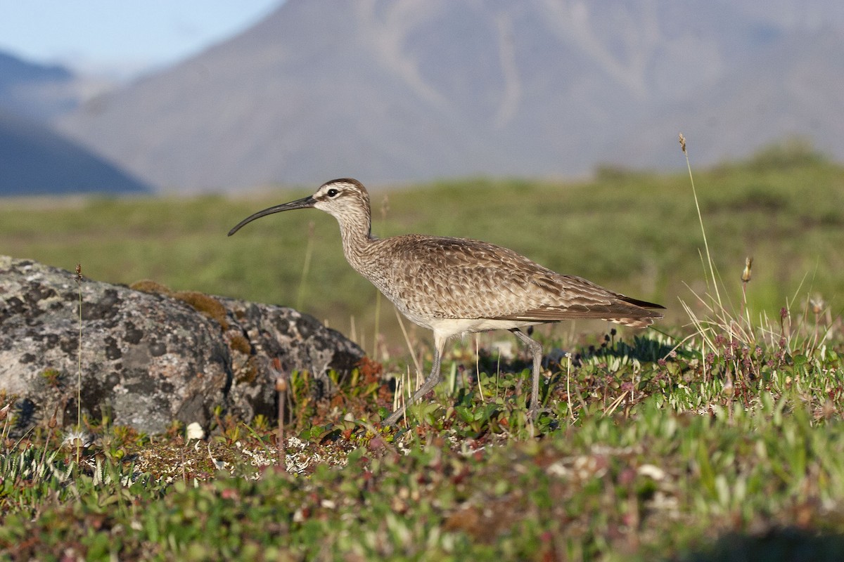 Regenbrachvogel - ML183017231