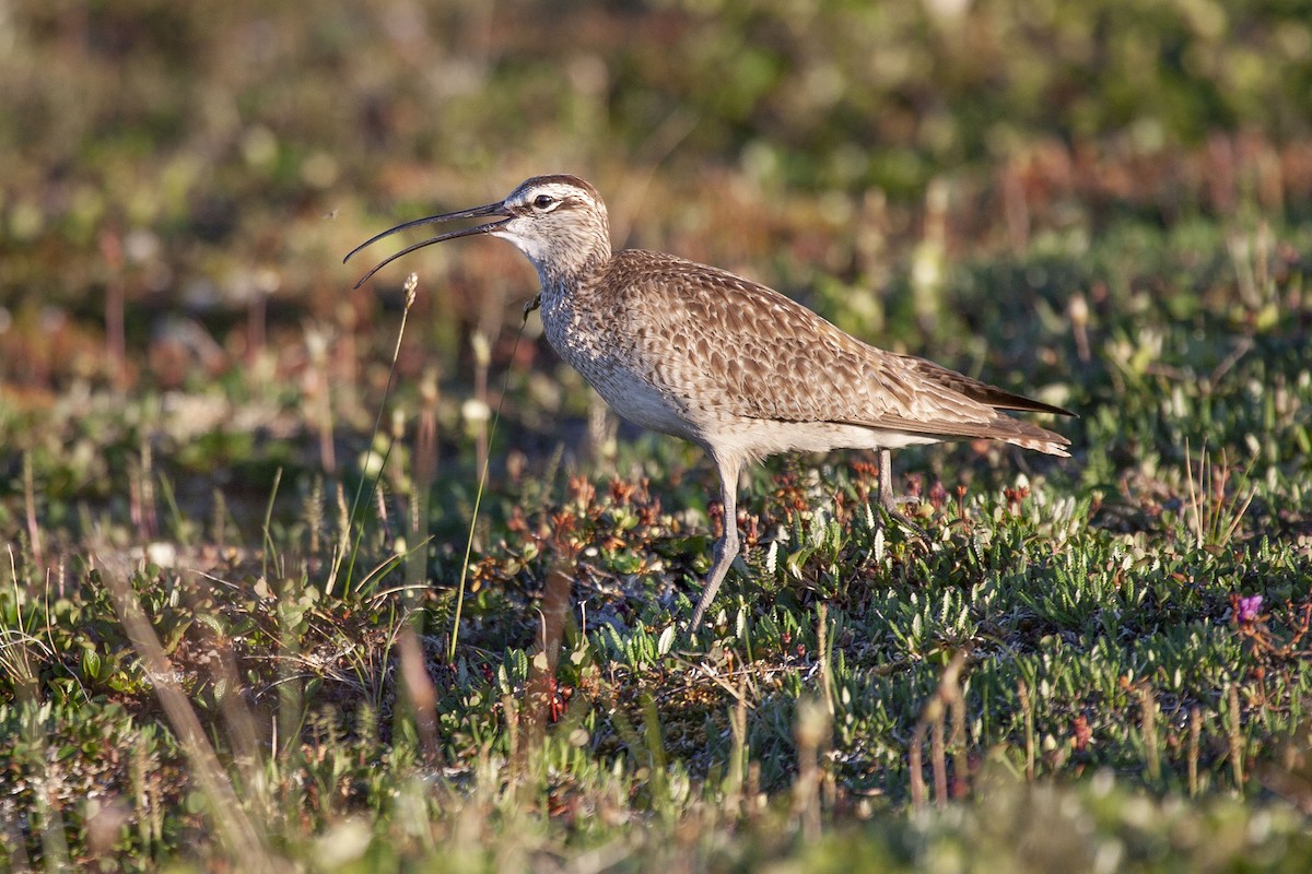 Regenbrachvogel - ML183017261