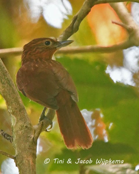 Bolivian Recurvebill - Tini & Jacob Wijpkema