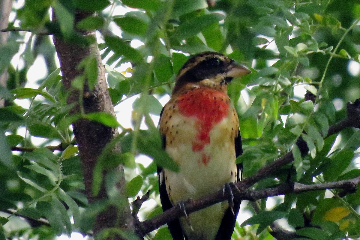 Rose-breasted Grosbeak - ML183017441