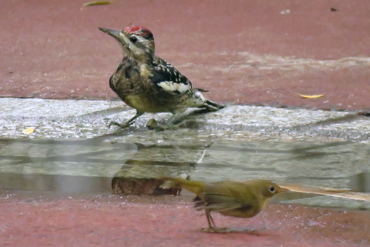 Yellow-bellied Sapsucker - ML183017531