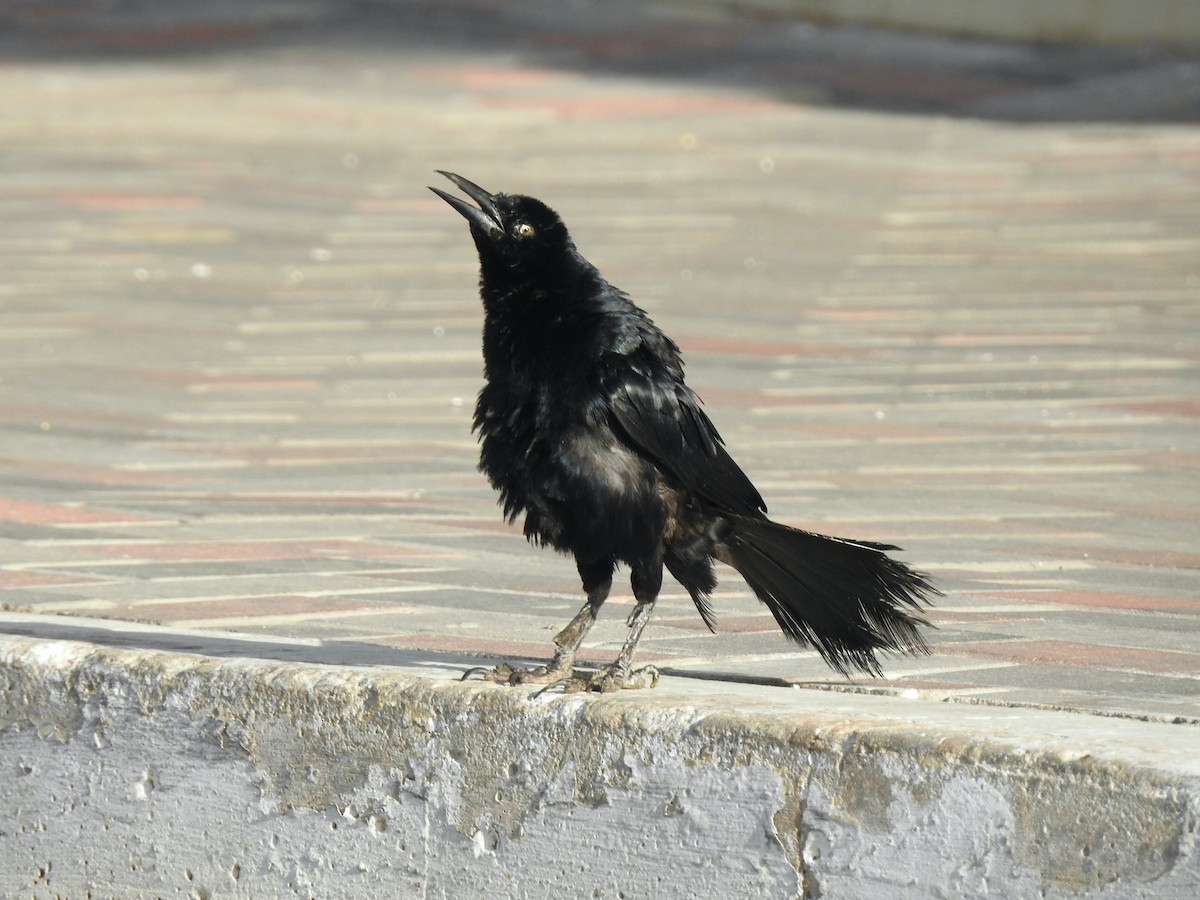 Great-tailed Grackle - ML183017731