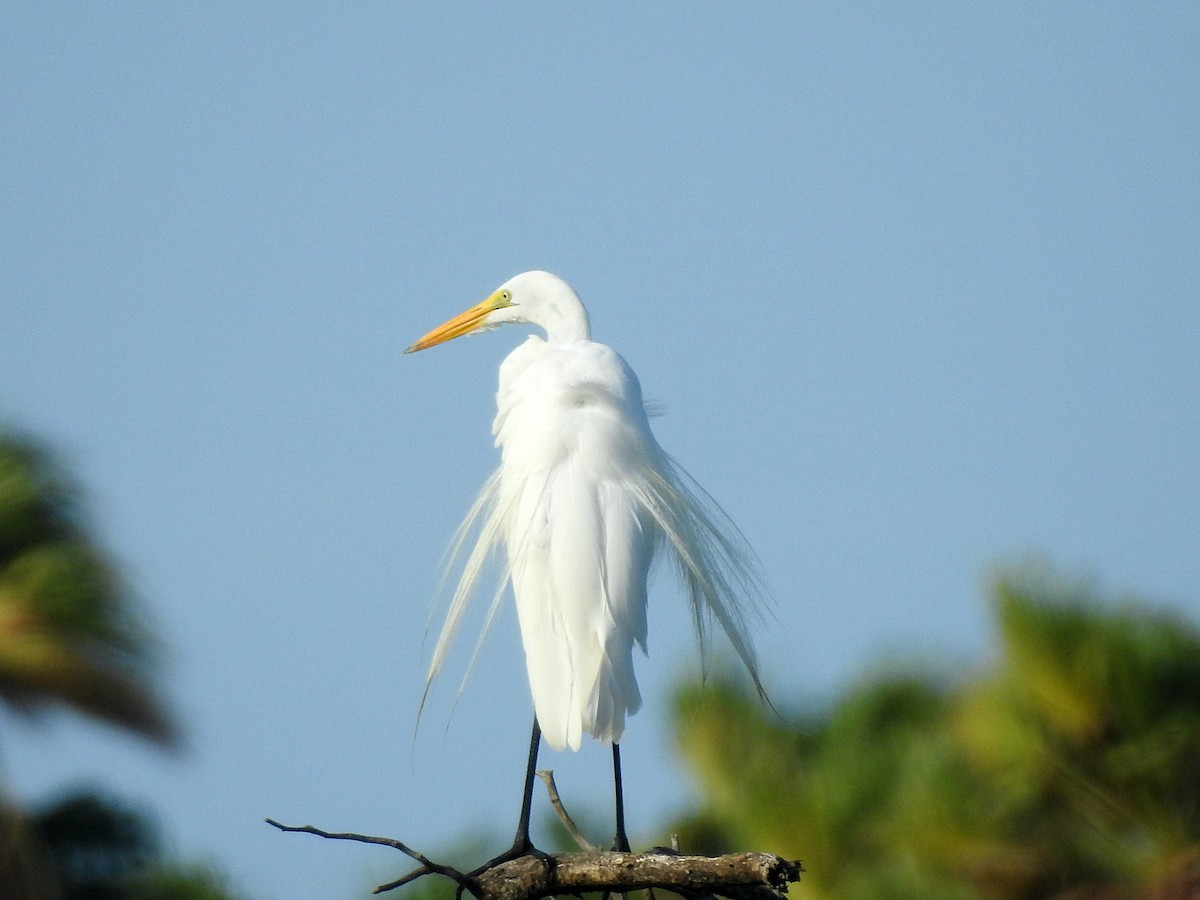 Great Egret - Glenda Tromp