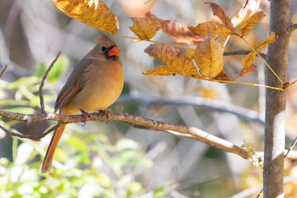 Northern Cardinal - Samantha Upperman