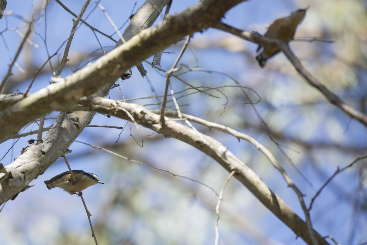 Red-breasted Nuthatch - ML183023201