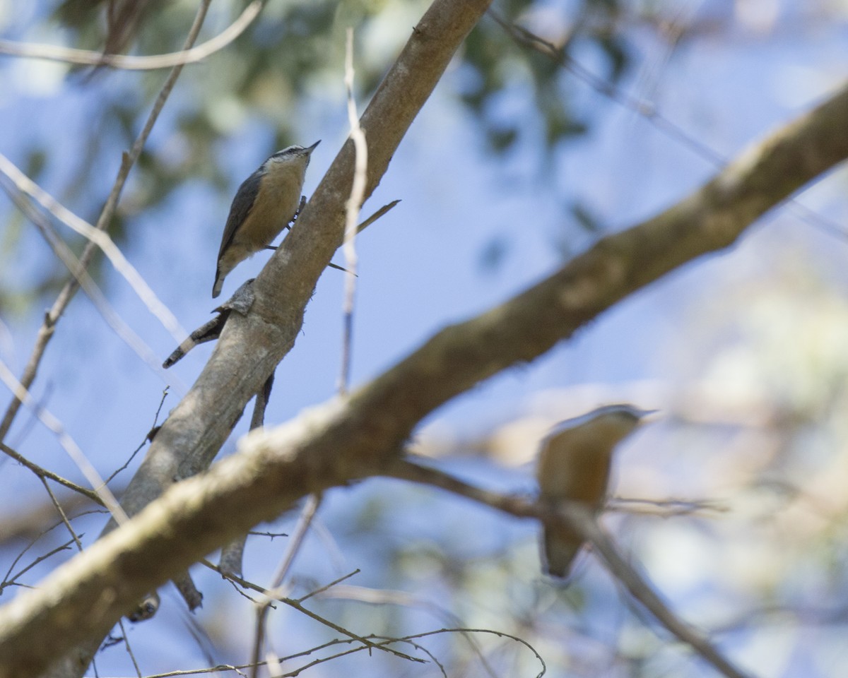 Red-breasted Nuthatch - ML183023211